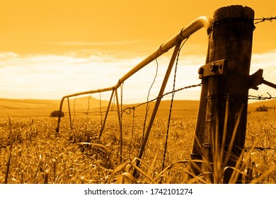 Overgrown Farm Gate At Sunset - Sepia