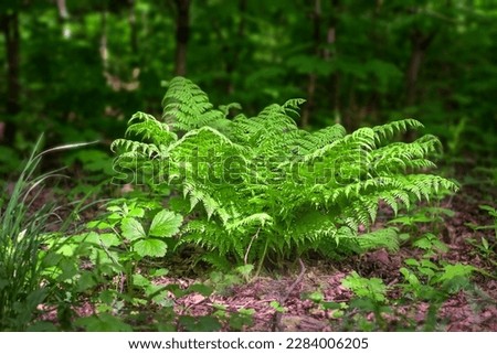 Overgrown fern leaves in spring in a dark shady forest on a sunny summer day. Natural background of fresh foliage. Small depth of field.