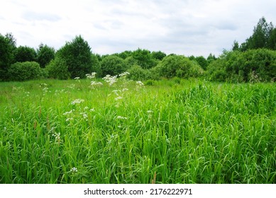 An overgrown field. White flowers in the foreground. Cloudy. Summer village landscape. Tall grass and weeds overgrown in a field.