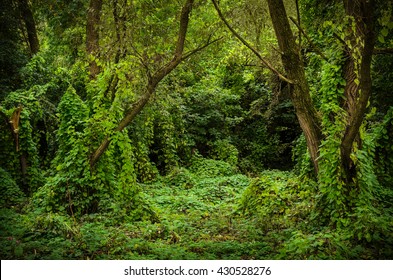 overgrown forest opening, summer - Shutterstock ID 430528276