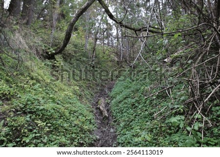 Similar – Foto Bild Bewachsener Waldweg Bäume