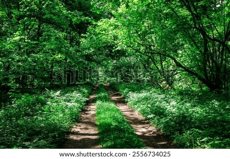 Similar – Foto Bild Bewachsener Waldweg Bäume