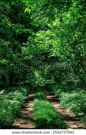 Similar – Foto Bild Bewachsener Waldweg Bäume