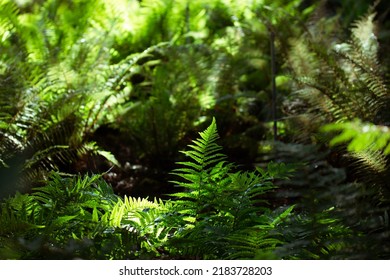 Overgrown green fern leaves deep in the woods on a sunny summer day. The fresh foliage natural backdrop. Fronds foliage, plants growing in dark shady Polypodiaceae forest. Shallow depth of fields. 
