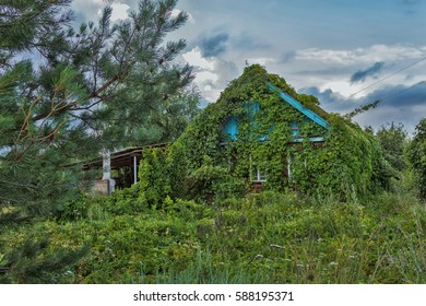 Overgrown house