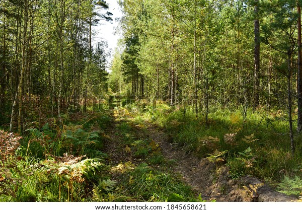 Overgrown and\
impassable road in the wild forest. Wildlife travel concept. forest\
road in the summer\
scenery