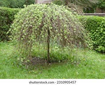 overgrown kilmarnock weeping willow tree in spring