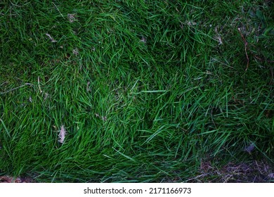 Overgrown Lawn Background With Some Weeds And Dead Grass, Top View, Texture, Green Grass, Overgrown Grass.