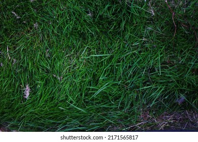 Overgrown Lawn Background With Some Weeds And Dead Grass, Top View, Texture, Green Grass, Overgrown Grass.