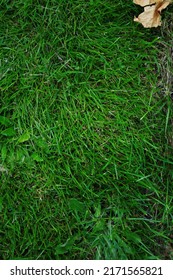 Overgrown Lawn Background With Some Weeds And Dead Grass, Top View, Texture, Green Grass, Overgrown Grass.