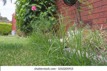 Overgrown Lawn Edge