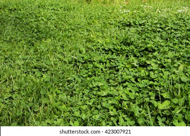 Overgrown Lawn Full Of Clover Waiting For Mowing.