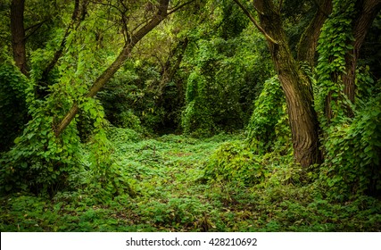 Overgrown With Liana Thicket