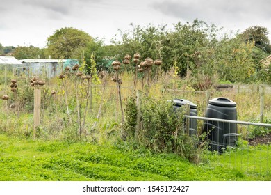 Overgrown Neglected Allotment Background Image
