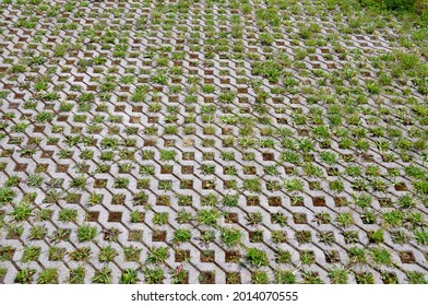 Overgrown Parking Lot With Plants And Weeds