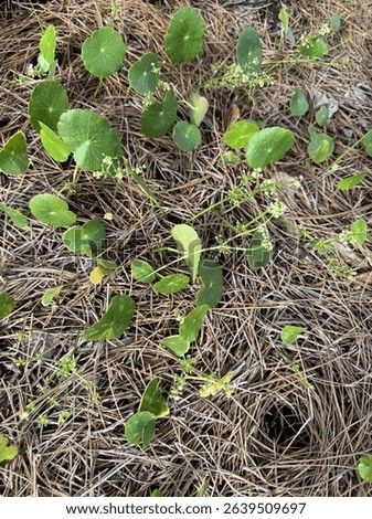 An overgrown patch of dollar weed (Hydrocotyle) invading a residential yard