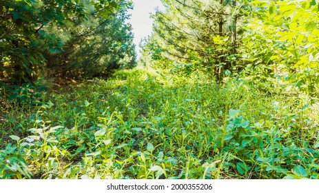 Overgrown Path Between Pine Trees