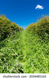 An Overgrown Path Between Two Hedges.