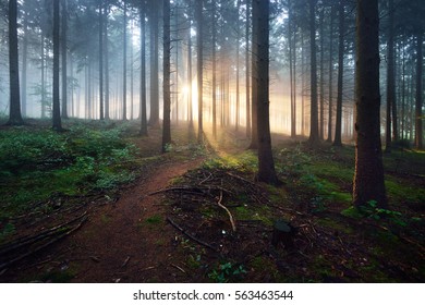 Overgrown Path Dark Misty Forest Sun Stock Photo 563463544 | Shutterstock