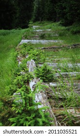 Overgrown Path In The Forest