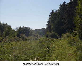 Overgrown Path Next To The Forest