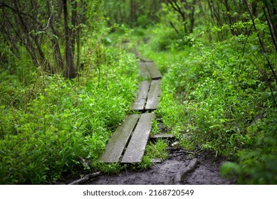 An Overgrown Path Through The Woods.