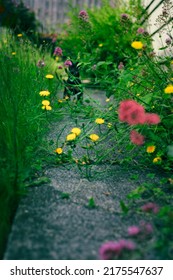 Overgrown Path With Wildflowers And Puppy