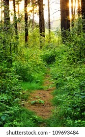 Overgrown Path In The Woods