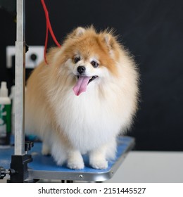 An Overgrown Pomeranian Dog In An Animal Beauty Salon.