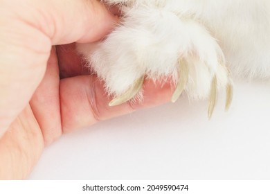 Overgrown Rabbit Claws. Rabbit's Foot In The Girl's Hand