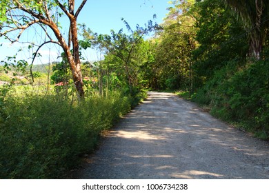 Overgrown Road In Jungle; Playa Samara Costa Rica
