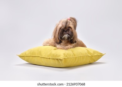 An Overgrown Shih Tzu Dog Lies On A Yellow Pillow.