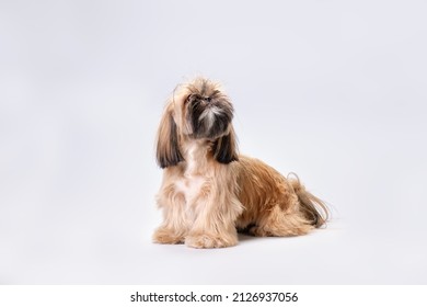 An Overgrown Shih Tzu Dog Looks Up At A Light Background.