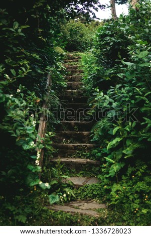 Similar – stairs with moss in the middle of a dark forest