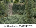 Overgrown stone wall surrounded by dense greenery in an abandoned area during the daytime highlights nature