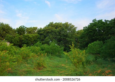 An Overgrown Lot At Sunrise