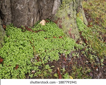 Overgrown Tree, With A Lot Of Lucky Cloves Around It 