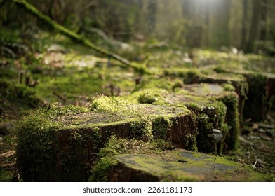 Overgrown tree stumps with moss in front of defocused forest with sun rays. Heavy light and shadows on wood logs along a hiking trail. North Vancouver rain forest background texture. Selective focus. - Powered by Shutterstock