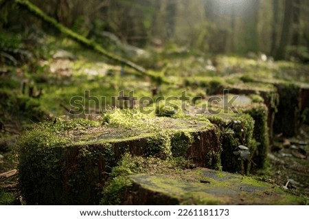 Overgrown tree stumps with moss in front of defocused forest with sun rays. Heavy light and shadows on wood logs along a hiking trail. North Vancouver rain forest background texture. Selective focus.