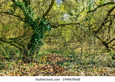 Overgrown Trees With Tangled Branches