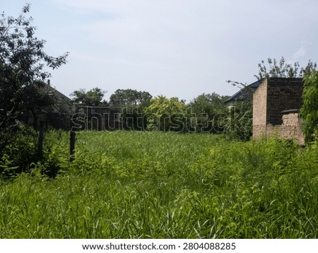 Overgrown uncultivated land plot with high green grass next to an old brick structure.