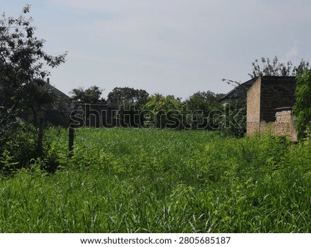 Overgrown uncultivated land plot with high green grass next to an old brick structure.