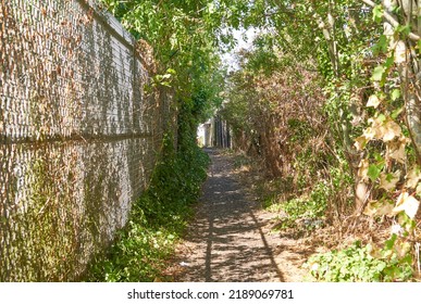 Overgrown Urban Alleyway On A Sunny Day