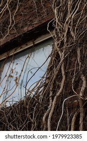 Overgrown Vines On The Side Of A Brick Building. 