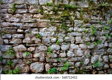 Overgrown wall in old city
