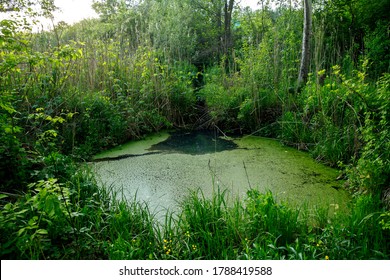 Overgrown water in the swamp. Swamp in the forest. Green forest lake overgrown with duckweed. Beautiful summer landscape of swamp.