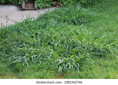 Overgrown Weeds In The Backyard, Crab Grass Weed In The Lawn