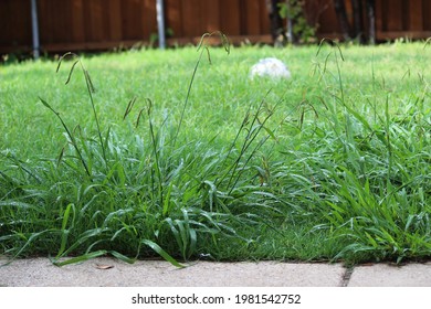 Overgrown weeds in the backyard, Crab Grass Weed in the Lawn