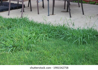 Overgrown Weeds In The Backyard, Crab Grass Weed In The Lawn