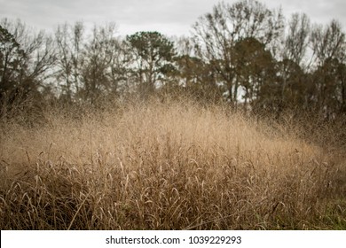 Overgrown Weeds Field Stock Photo (Edit Now) 1039229293